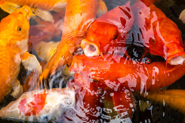 istock koi fish colorful in a pond 1440253635