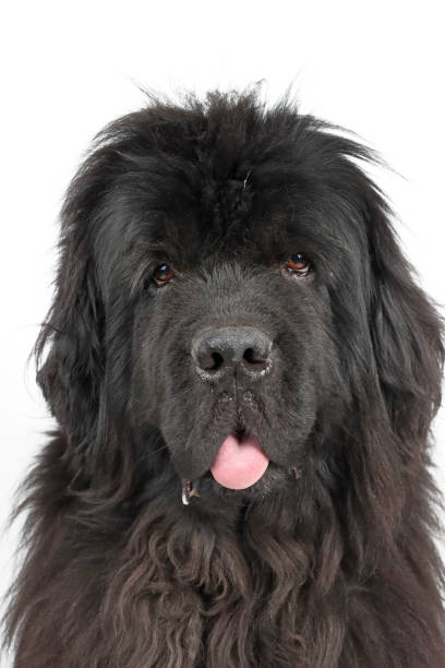 A Black and White, Landseer Newfoundland Dog in a natural setting