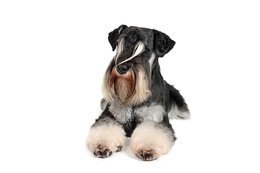 miniature schnauzer black and silver lying down on white background