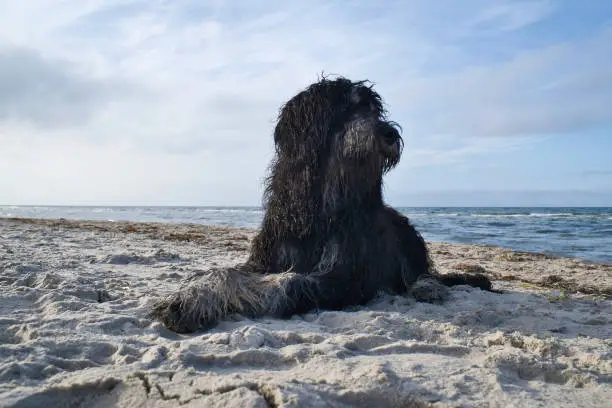 Photo of Goldendoodle is lying in the sand on the beach in front of the sea in Denmark