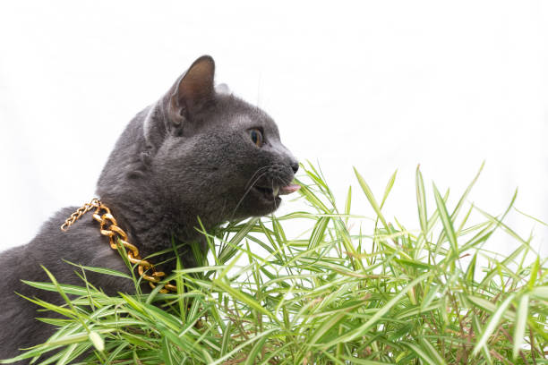 close up Thai Korat cat triming bamboo plants isolated