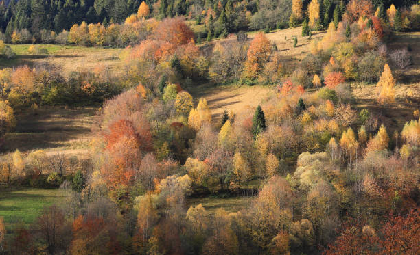 istock autumn forest in mountains 1440255056