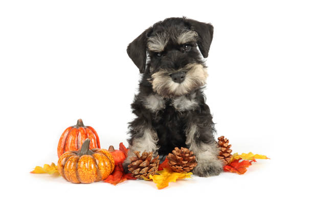 istock autumn puppy 1440255071
