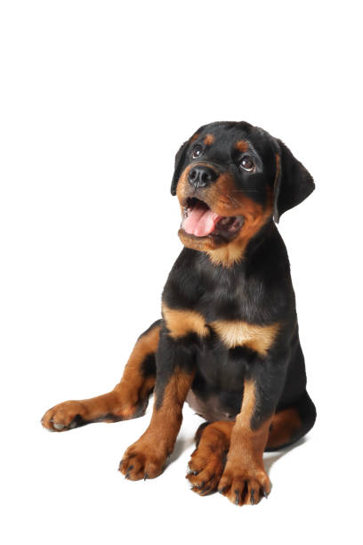 istock puppy Rottweiler 1440255180