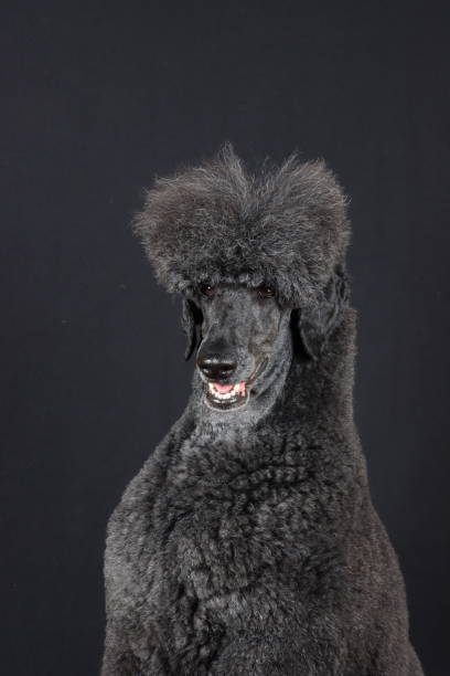 istock portrait of black dog 1440255832