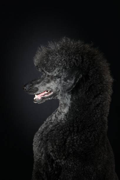 istock portrait of black dog 1440255833