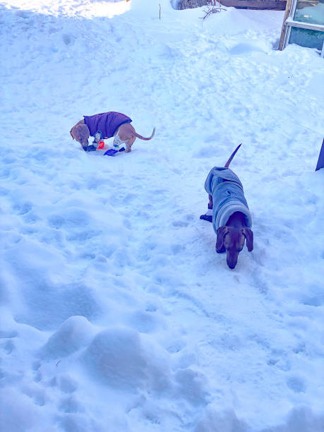 Tow miniature dachshunds are suited up to have fun in the snow.