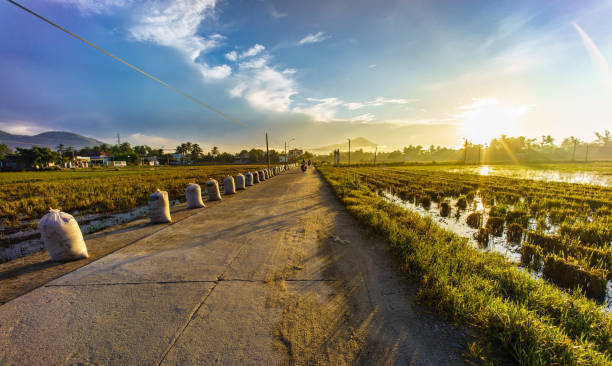 Sunrise on the rice paddy field after harvest date, Dien Khanh district, Khanh Hoa province, central Vietnam