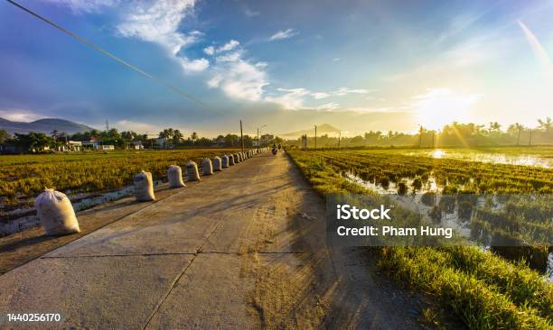 Sunrise On The Rice Paddy Field After Harvest Date Stock Photo - Download Image Now - Vietnam, Road, Agricultural Activity