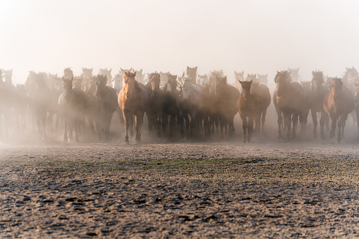 Wild Horses / Jades. Horses running and kicking up dust. Yılkı horses in Kayseri Turkey are wild horses with no owners.