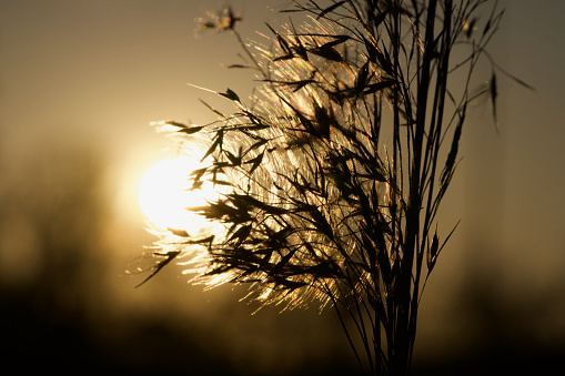 Close-up of some grass during sunset. Sad, moody image.