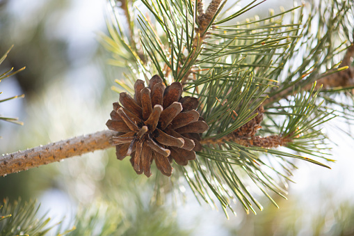 Pine cone on a tree, close-up, macro photo