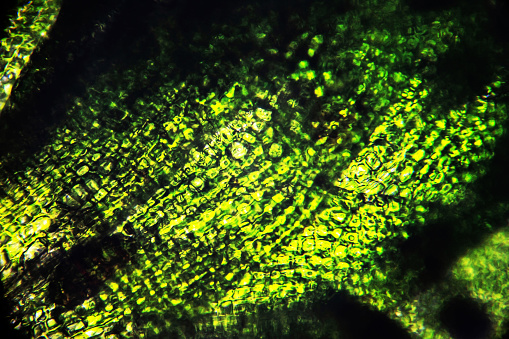 Moss leaf under the microscope, green cell background
