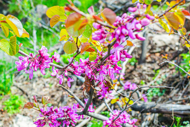 Luxurious Redbuds tree with lush blooming flowers in the park, eastern redbud
