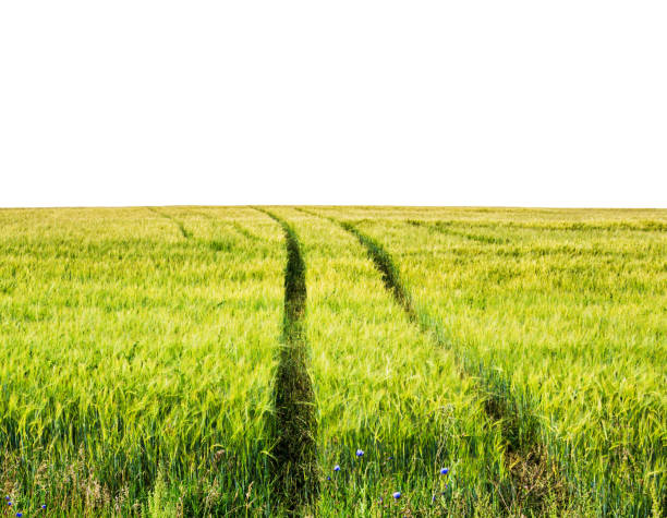 Green wheat field isolated on white, winter wheat