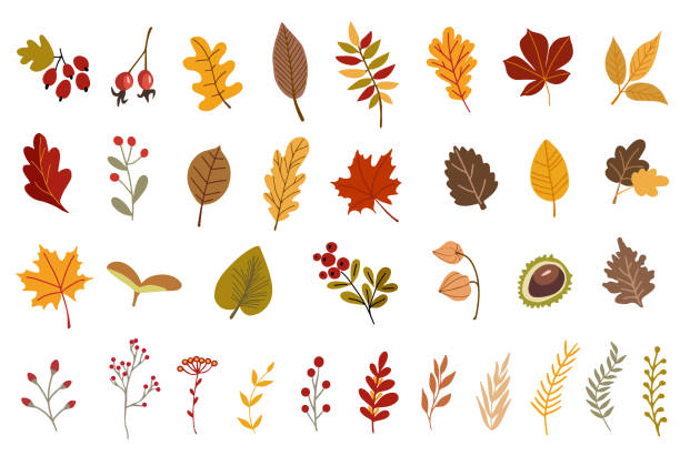 wektorowy abstrakcyjny jesienny zestaw. zestaw jesiennych elementów dekoracyjnych do twojego projektu. - mushroom forest tree area fungus stock illustrations
