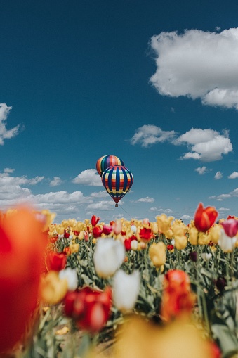 A beautiful vista of tulips with colorful large air balloons above the field and amazing blue sky with clouds
