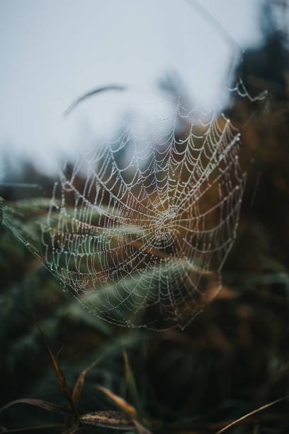 istock Closeup of a beautiful spider web with blurred nature in the background 1440261477