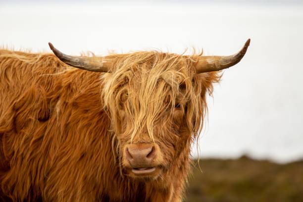 istock Scottish highland brown cow 1440261656