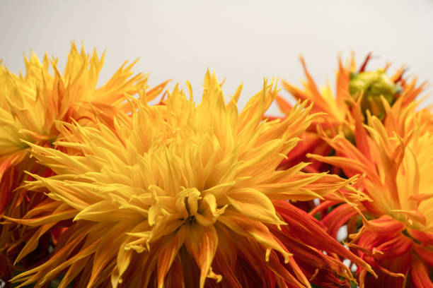 Bright orange autumn flowers as a background.