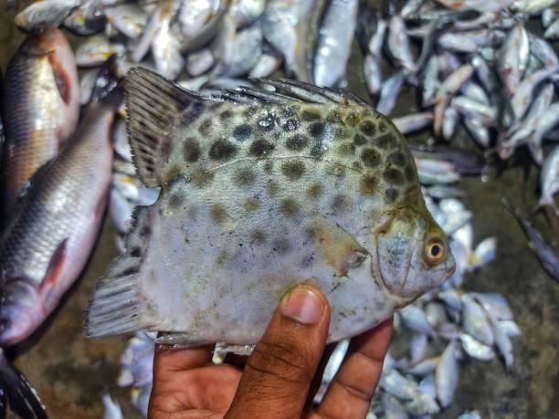 istock Spotted scat butterfish in hand scatophagus argus HD 1440263794