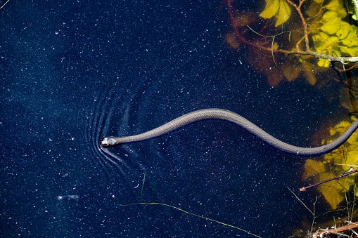 A silver thin and long snake floating above the water in a dark blue pond with large yellow leafs