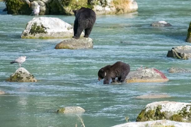 istock A young grizzly in Alaska 1440264054