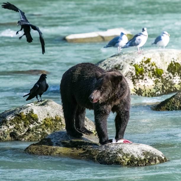 アラスカでハイイログマを食べるサーモン - bear salmon alaska cub ストックフォトと画像