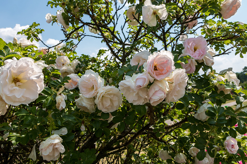 rose bush, white, fresh beautiful roses on a summer day in the botanical garden