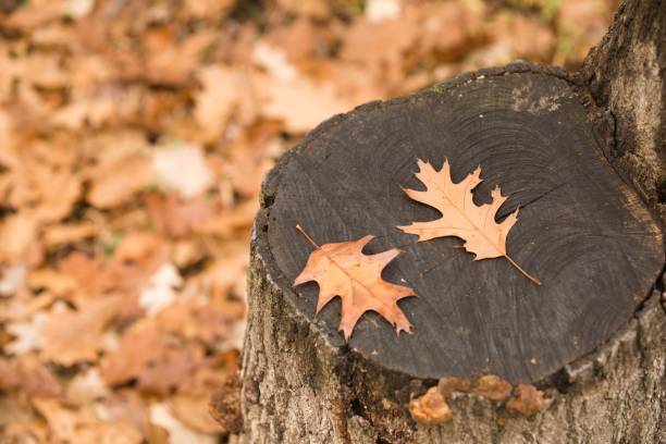 istock Closeup of a tree trunk with autumn leaves on it 1440264396
