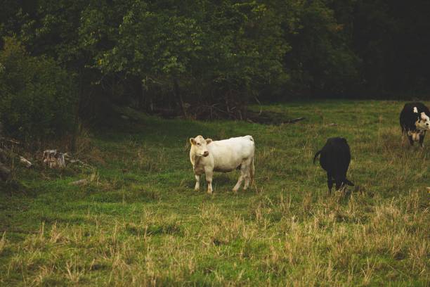istock Cows in a grass field in Ontario Canada surrounded by greenery 1440264465