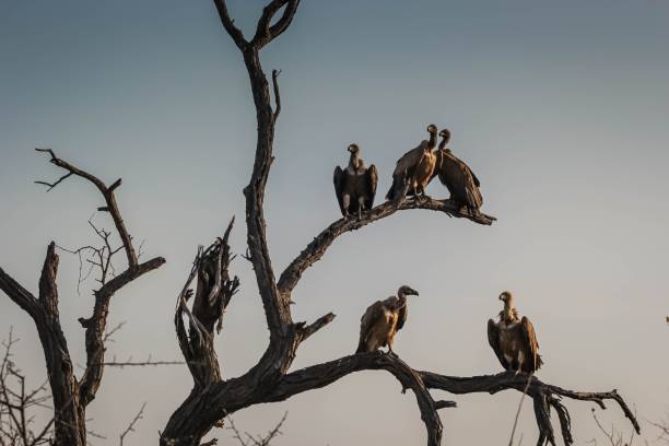 Closeup of a committee or a venue of vultures on dried tree branches in Hoedspruit, South Africa A closeup of a committee or a venue of vultures on dried tree branches in Hoedspruit, South Africa eurasian black vulture stock pictures, royalty-free photos & images