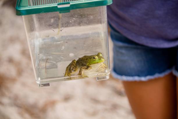 배경에 여성과 함께 플라스틱 상자에 캡처 된 개구리의 클로즈업 - african dwarf frog 뉴스 사진 이미지