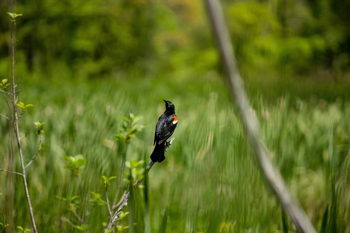 A closeup of a beautiful red-winged blackbird sitting on  a branch with a blurred grassy background