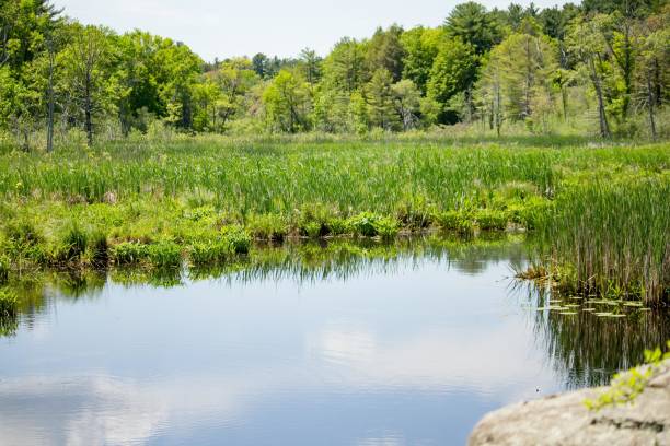 istock Blue sky reflected on a lake with plants with forest trees in the background 1440265276