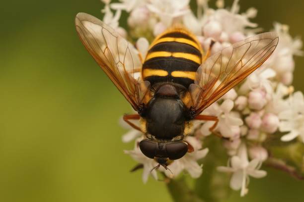 istock Closeup of a hoverfly pollinating beautiful small flowers 1440265827