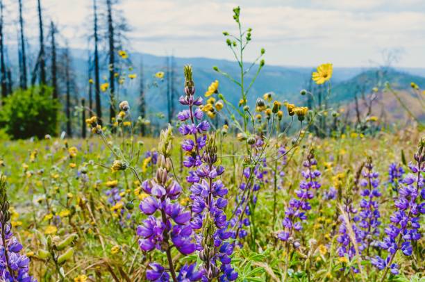istock Beautiful green field with lilac flowers and thin tall trees 1440265931