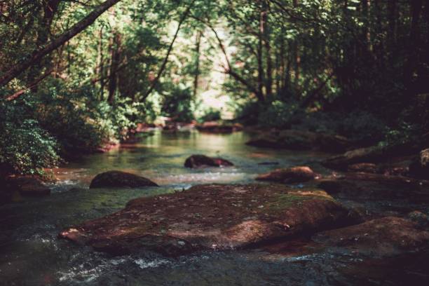 A beautiful shot of a little river in a forest