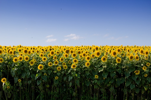 A beautiful sunflower field with a clear blue sky in the background
