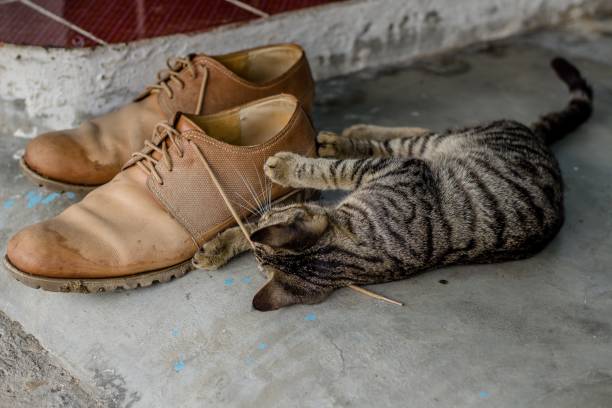 A domestic cute kitten playing with shoelaces