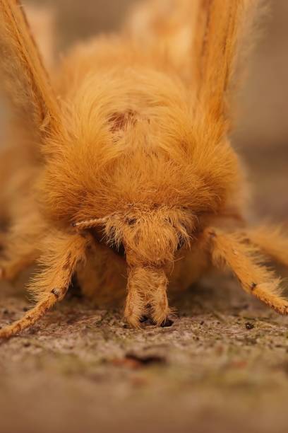 istock Closeup of an orange monkey moth isolated on the ground 1440266176