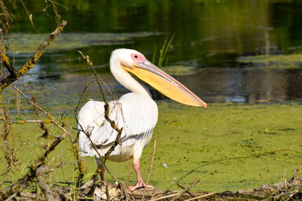 istock White Pelican resting near a pond covered with moss 1440266441