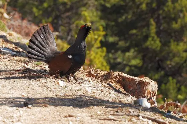A side shot of a sunlit capercaillie with an open tail on the dusty road, trees blurred background