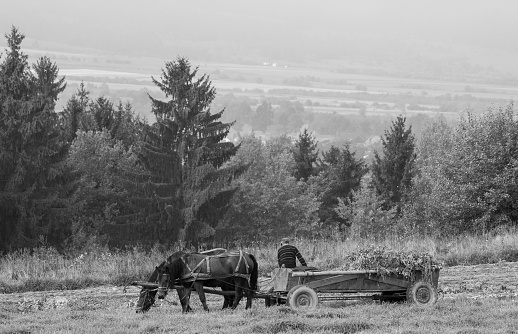 Ronks, Pennsylvania, July 10, 2021 - An Amish Horse and Buggy Traveling on a Country Road after Crossing a Railroad Crossing on a Sunny Day