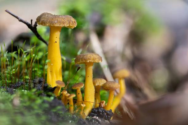 close up de cogumelos chanterelle de funil (craterellus tubaeformis) - yellowfoot - fotografias e filmes do acervo