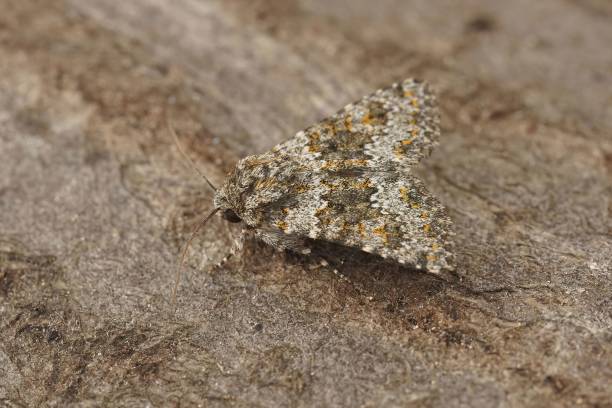 istock Closeup of a hecatera dysodea owlet moth isolated on a wooden surface 1440267380