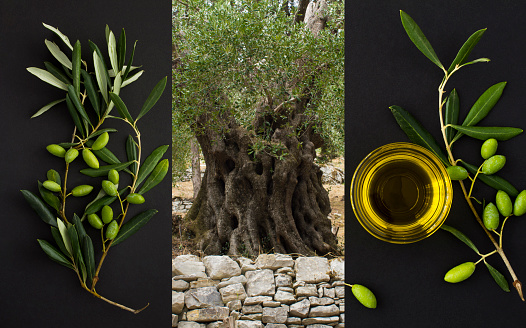 Collage. Old olive tree in the garden, olive oil in a glass bowl and branch with green olives on the black background. Greece.