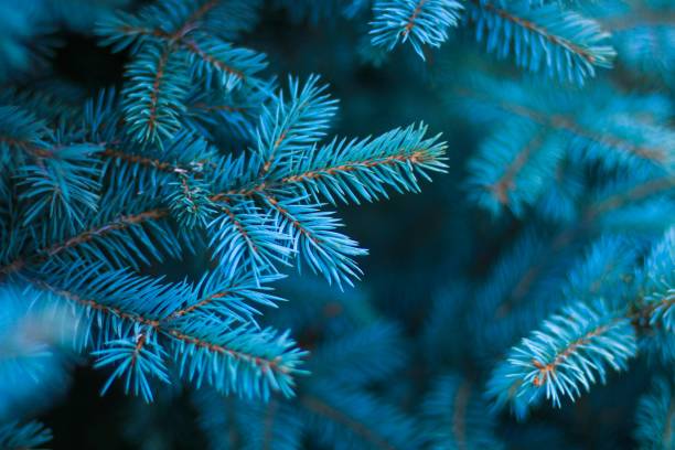 istock Close-up of a pine tree branch 1440267719