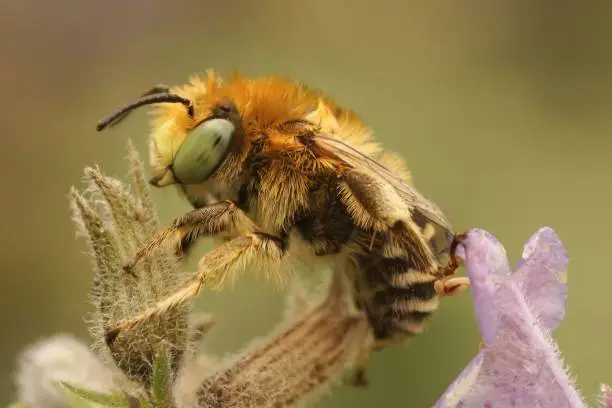 A closeup of a male solitary bee (anthophora bimaculata) sitting on a flower