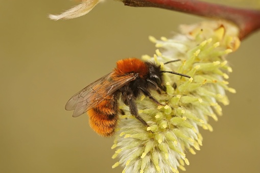 A closeup of a tawny mining bee (andrena fulva) pollinating salix flower